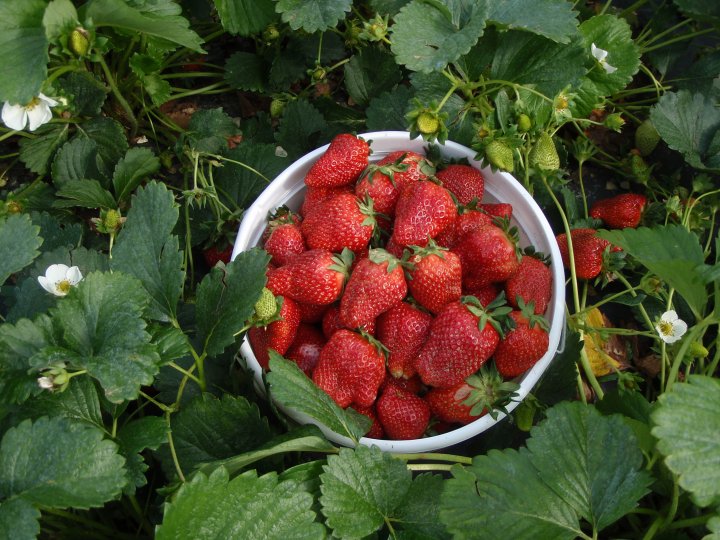 LCCL Strawberry Farm 